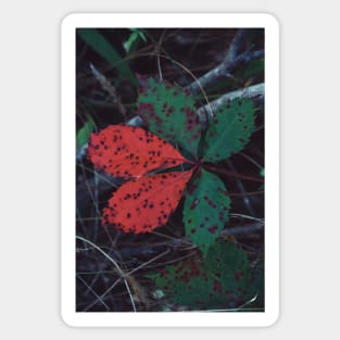 Virginia Creeper Sticker